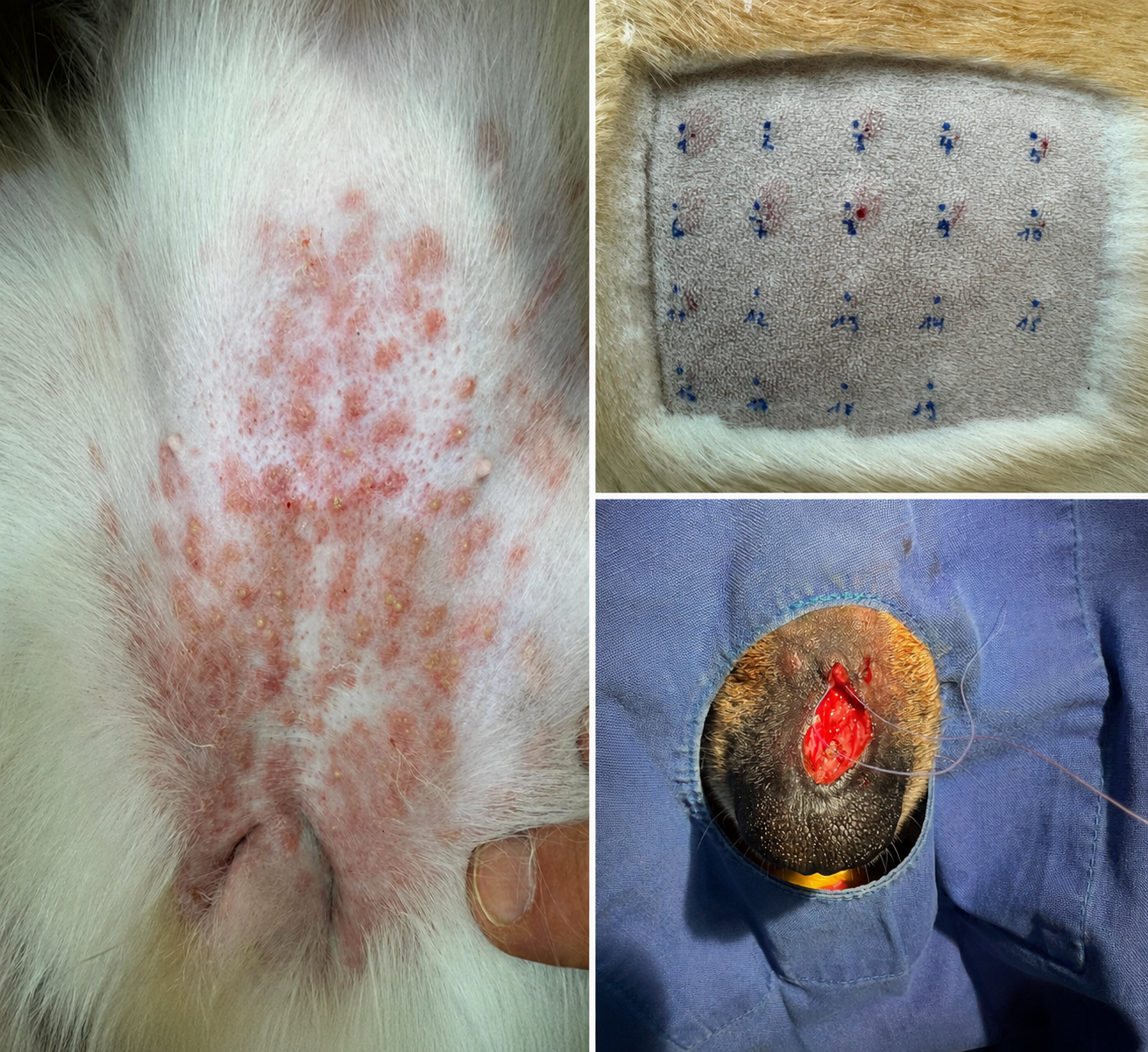 Dermatologie